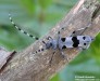 tesařík alpský (Brouci), Rosalia alpina, Cerambycidae,  Rosaliini (Coleoptera)